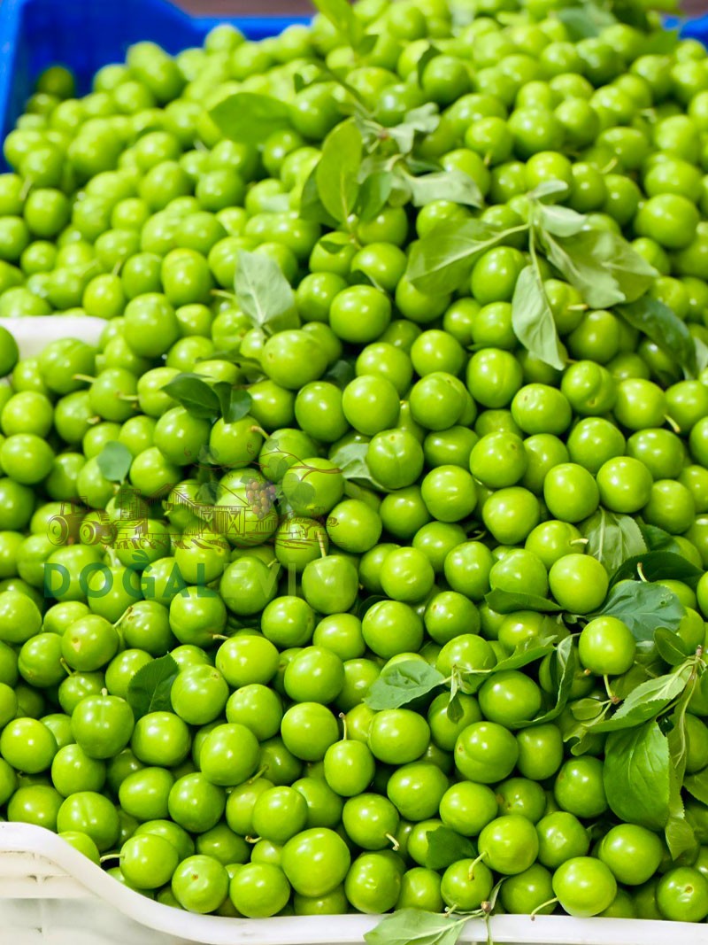 Taze Papaz Erik 1 Kg.