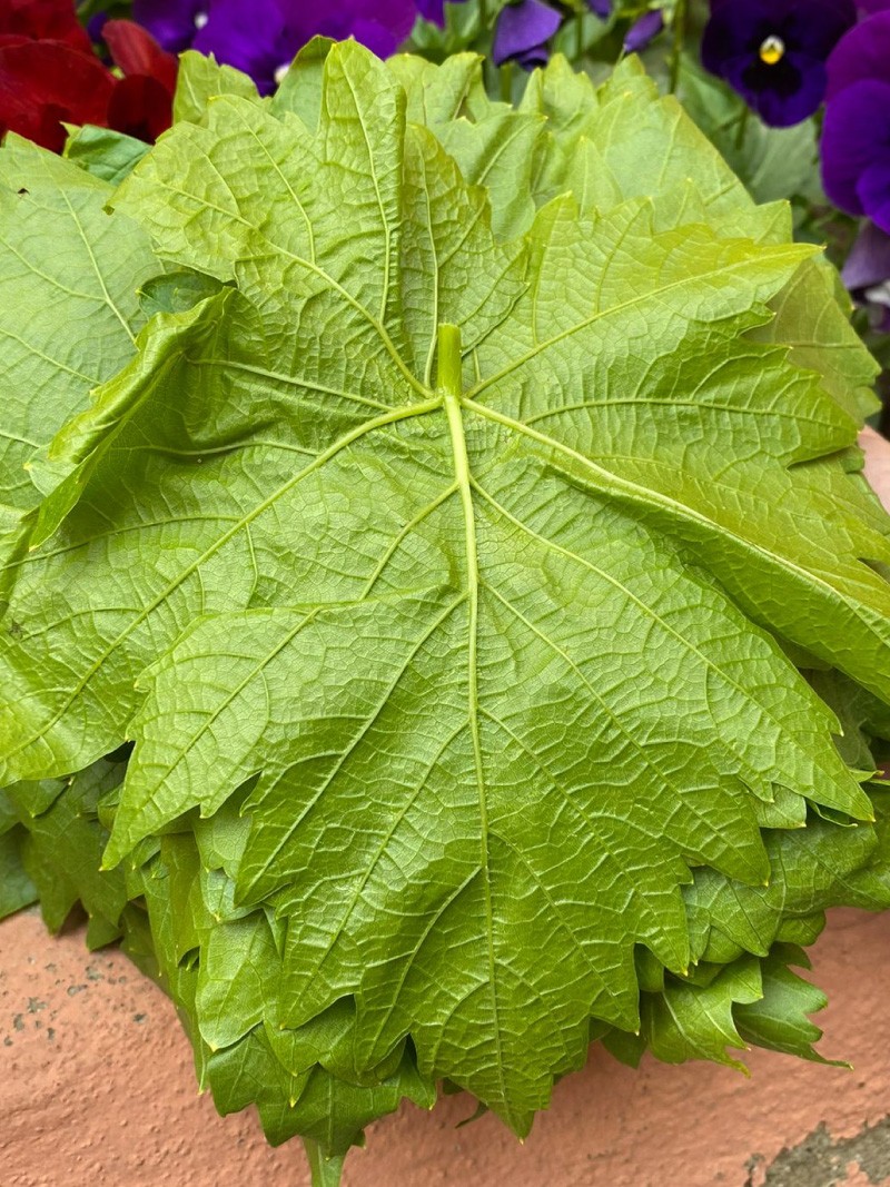 Kuru Basım Asma Yaprak 5'lik Bidon