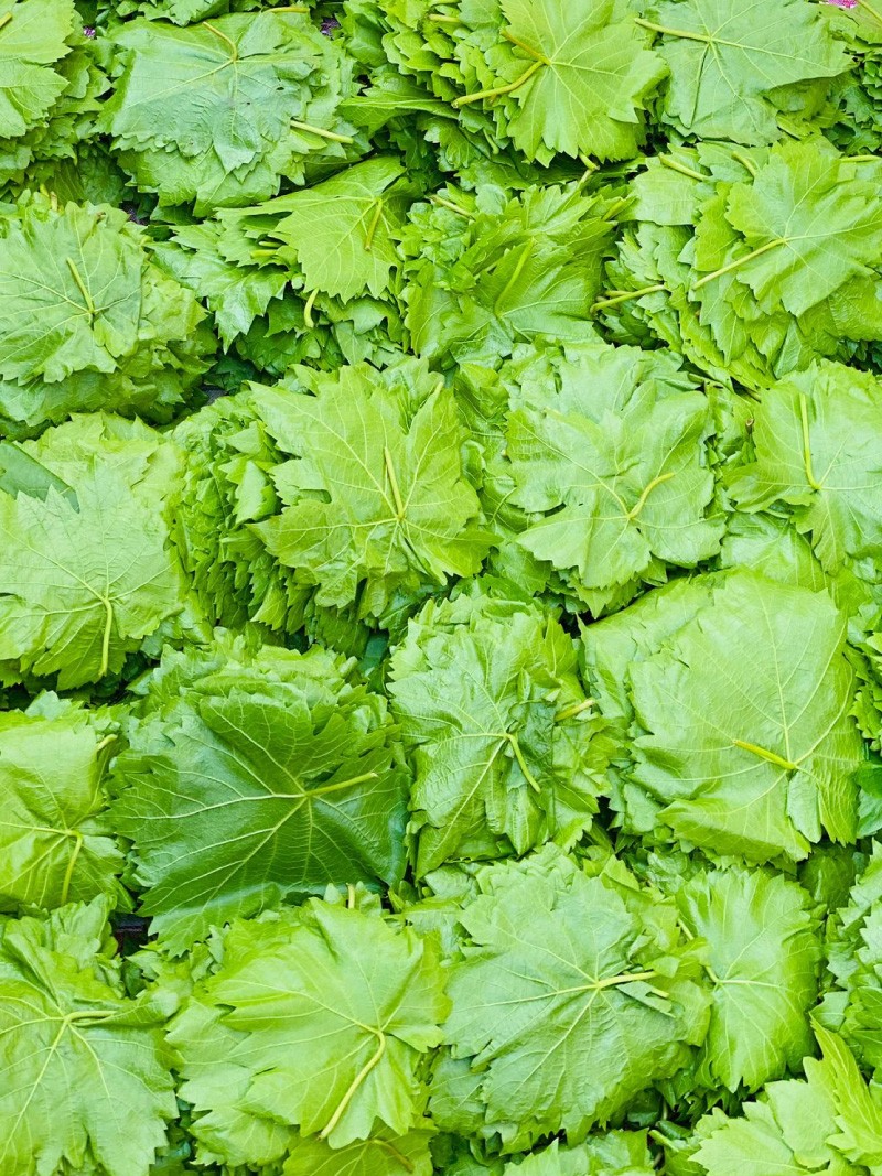 Kuru Basım Asma Yaprak 5'lik Bidon