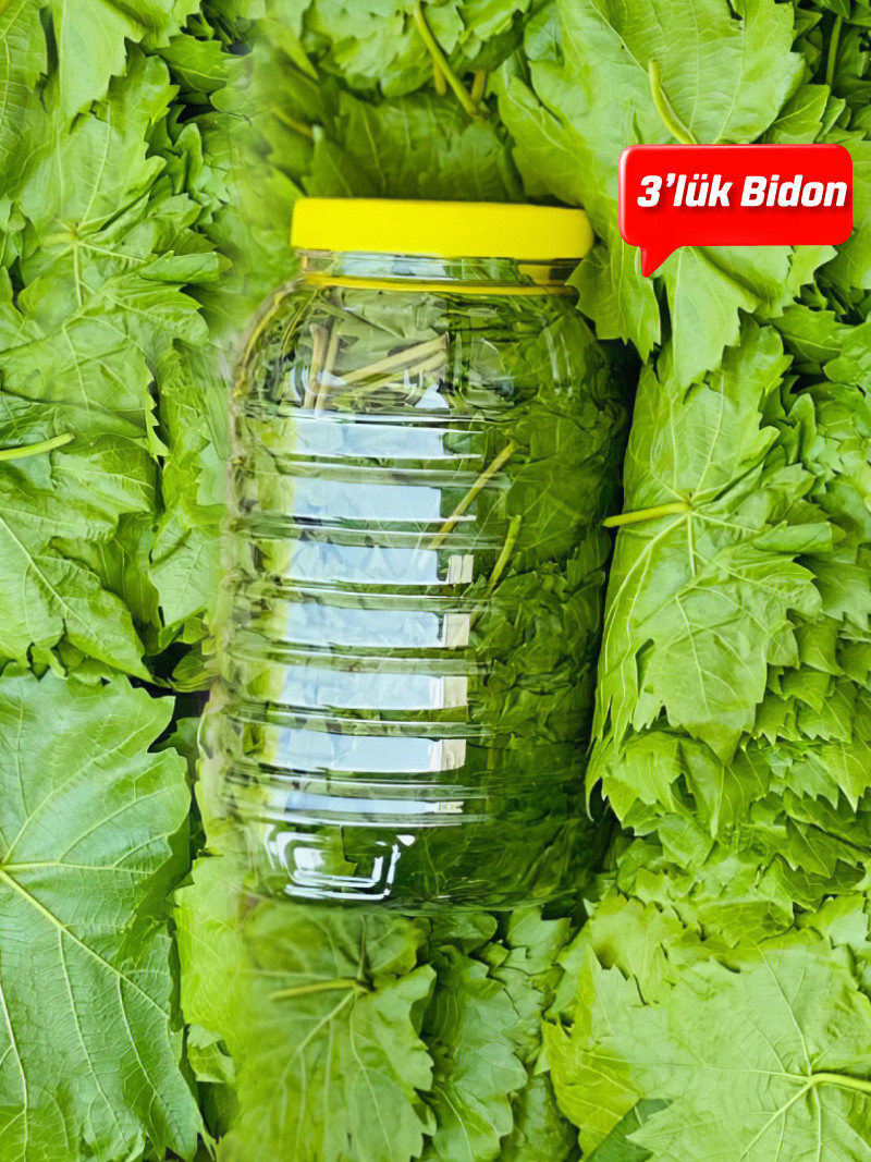 Kuru Basım Asma Yaprak 3'lük Bidon